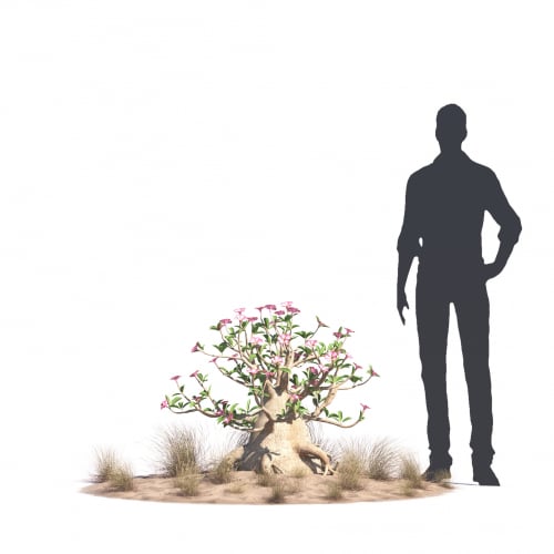 Adenium arabicum 39 AM276 Archmodels
