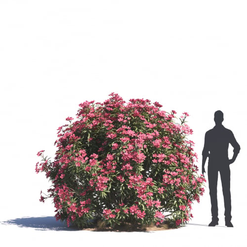 Nerium Oleander 40 AM276 Archmodels