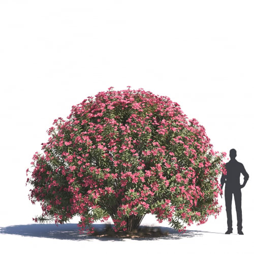 Nerium Oleander 41 AM276 Archmodels