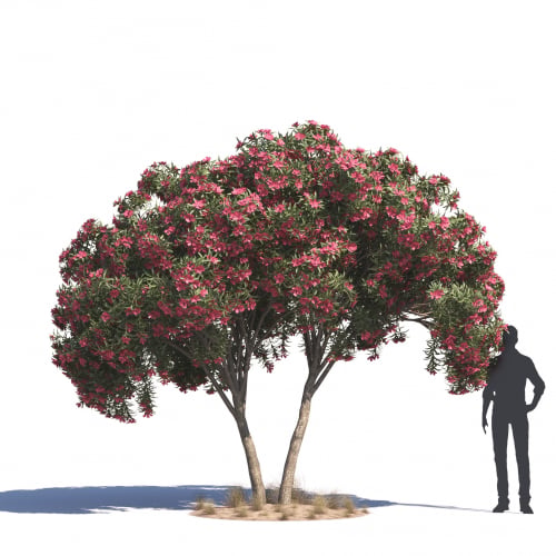 Nerium Oleander 42 AM276 Archmodels