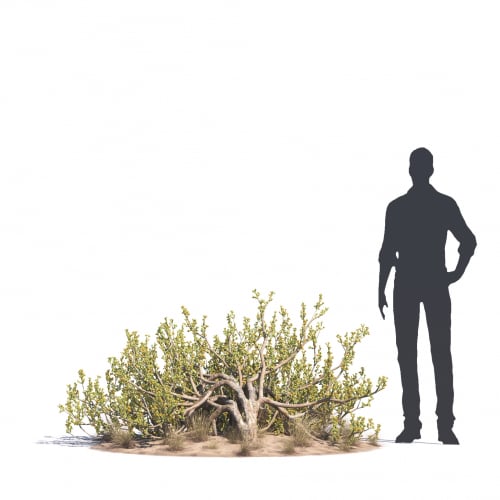 Zygophyllum mandavillei 46 AM276 Archmodels