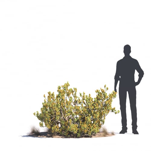 Zygophyllum mandavillei 48 AM276 Archmodels
