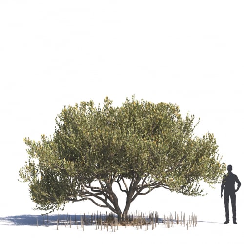 Avicennia germinans 59 AM276 Archmodels
