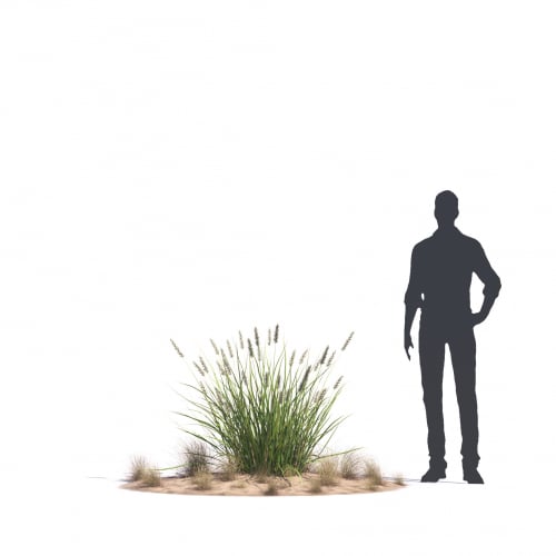 Pennisetum divisum 61 AM276 Archmodels