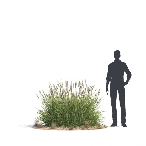 Pennisetum divisum 62 AM276 Archmodels