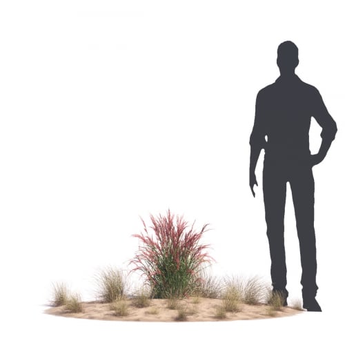 Aristida Purpurea 67 AM276 Archmodels