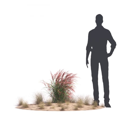 Aristida Purpurea 68 AM276 Archmodels