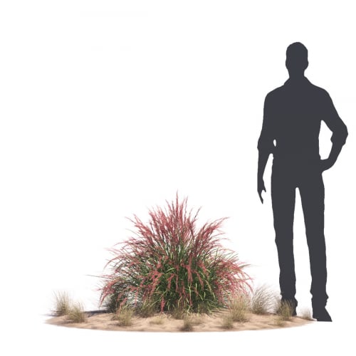 Aristida Purpurea 69 AM276 Archmodels