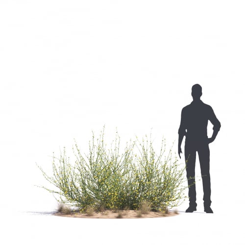 Dipterygium glaucum 71 AM276 Archmodels