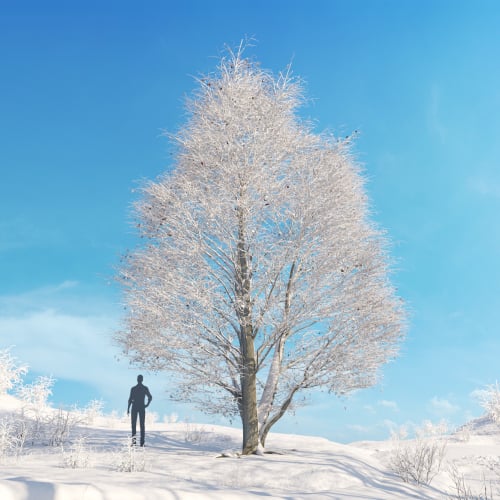 Alnus Rubra 2 AM278 Archmodels