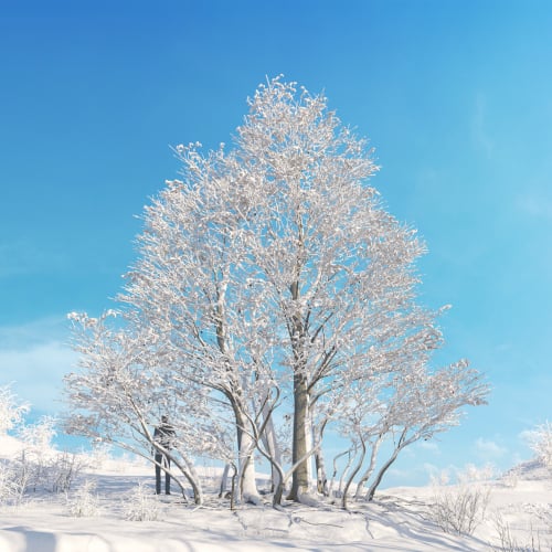 Alnus Rubra 3 AM278 Archmodels