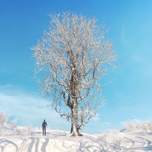 Ulmus laevis 8 AM278 Archmodels