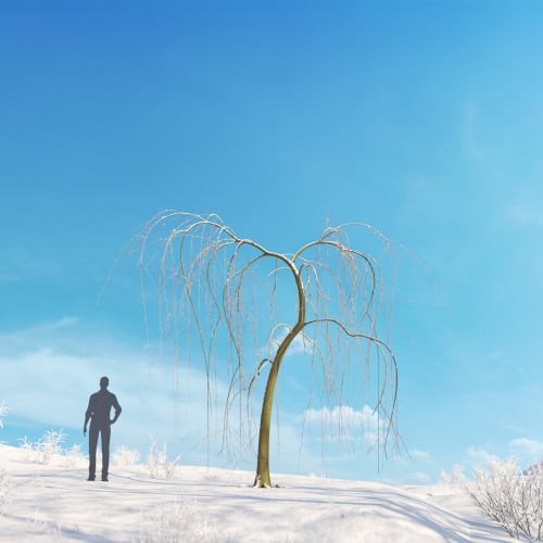 Salix babylonica 17 AM278 Archmodels
