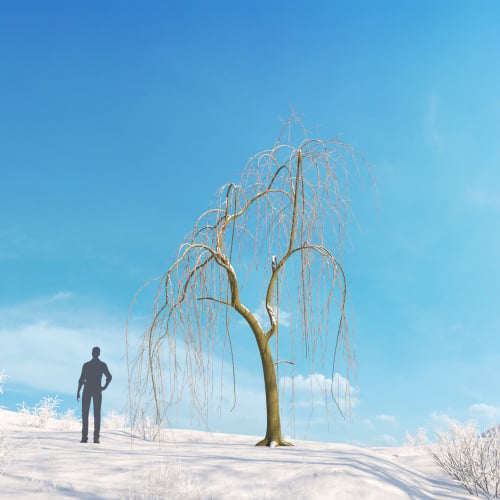 Salix babylonica 18 AM278 Archmodels