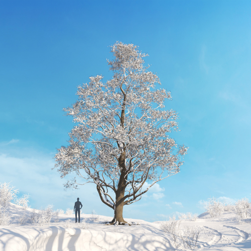 Alnus japonica 21 AM278 Archmodels
