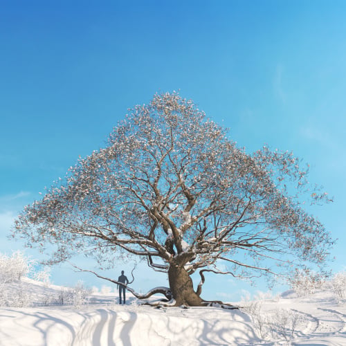 Alnus japonica 22 AM278 Archmodels