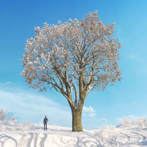 Fraxinus pennsylvanica 26 AM278 Archmodels