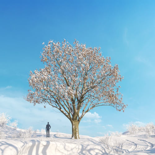Fraxinus pennsylvanica 27 AM278 Archmodels