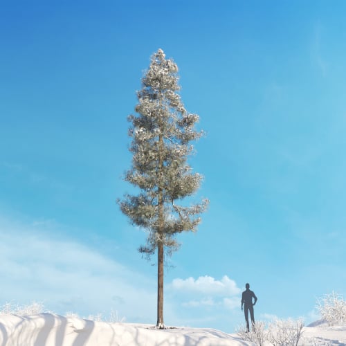 Pinus ponderosa 29 AM278 Archmodels