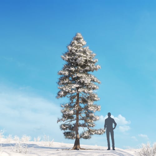 Pinus ponderosa 31 AM278 Archmodels