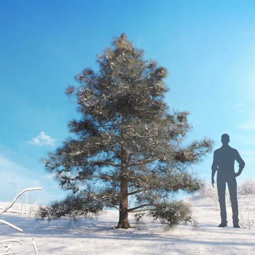 Pinus ponderosa 32 AM278 Archmodels