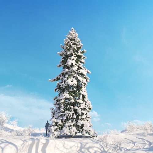 Abies grandis 33 AM278 Archmodels