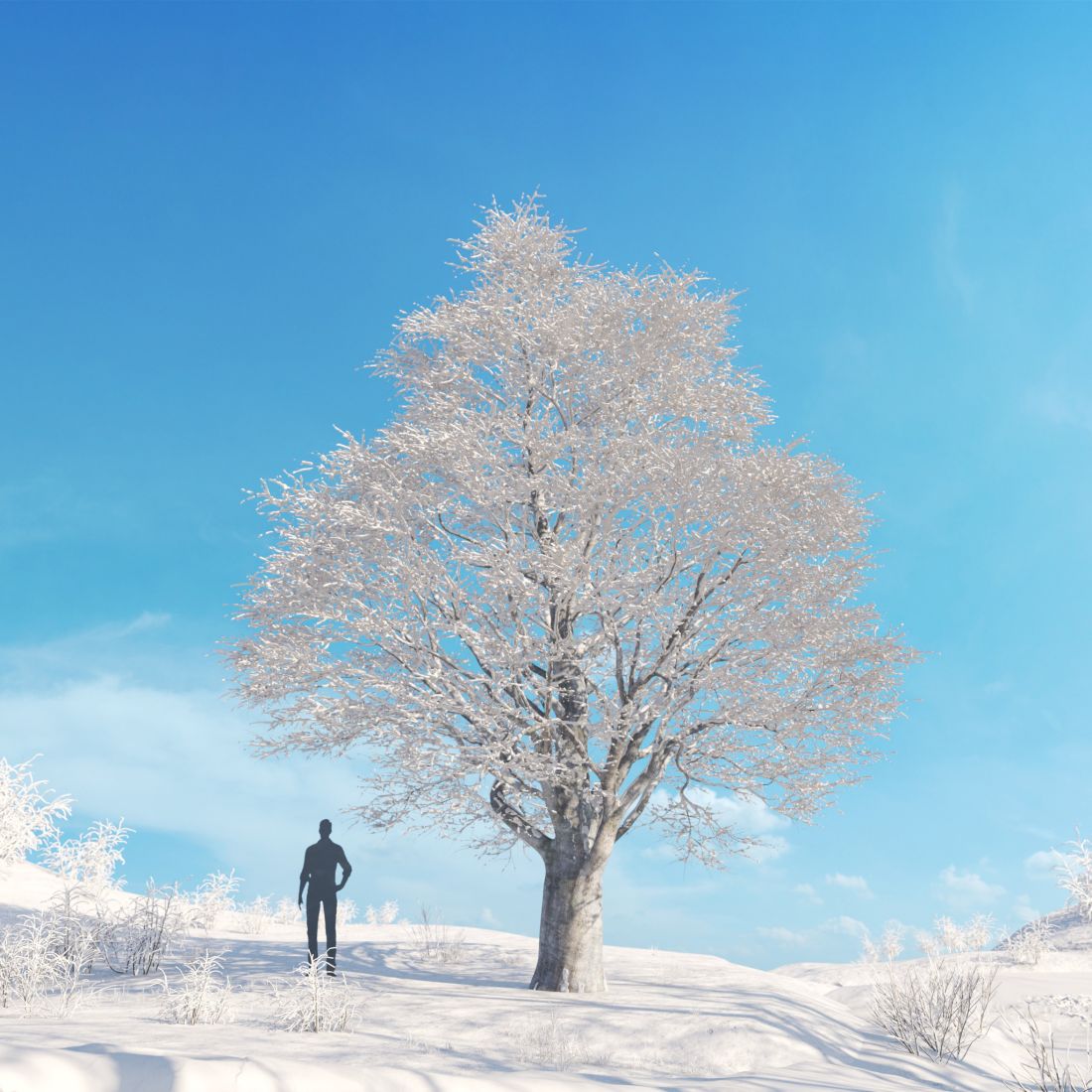 AM278_040_Tricolor_Beech_Winter_1