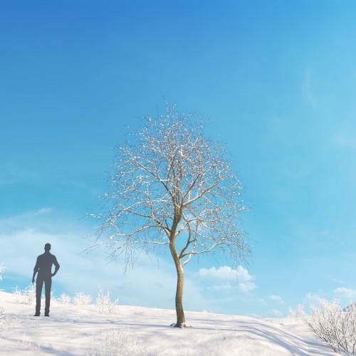 Platanus acerifolia 49 AM278 Archmodels