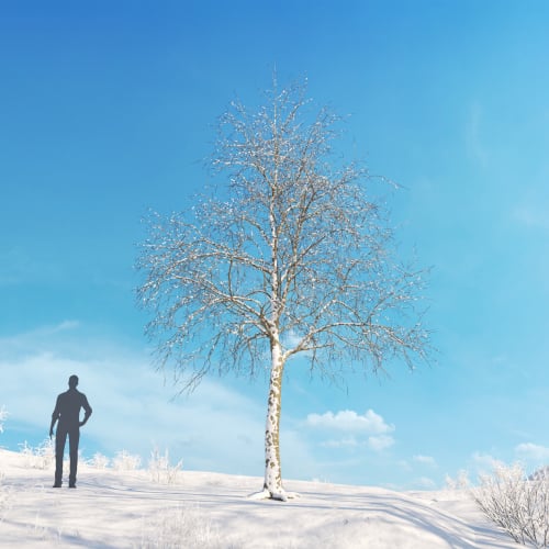Platanus acerifolia 50 AM278 Archmodels