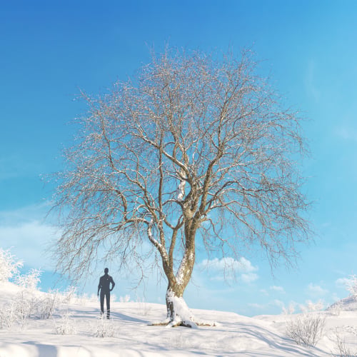Platanus acerifolia 51 AM278 Archmodels