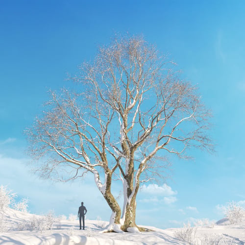 Platanus acerifolia 52 AM278 Archmodels