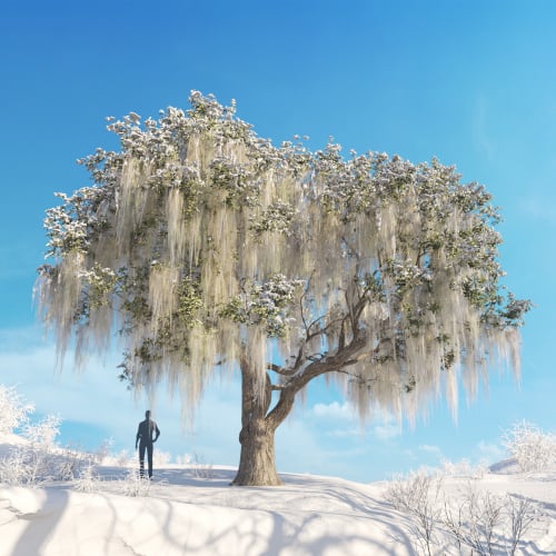 Live oak 56 AM278 Archmodels