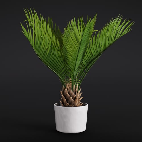 Cycas revoluta 1 AM280 Archmodels