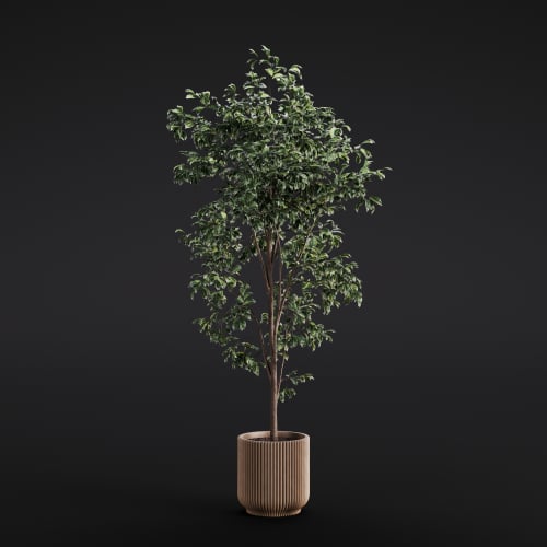 Ficus Benjamina 5 AM280 Archmodels