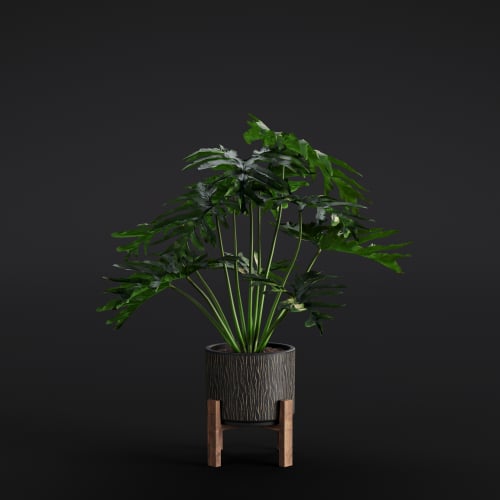 Philodendron Selloum 8 AM280 Archmodels