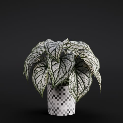 Caladium Candidum 9 AM280 Archmodels