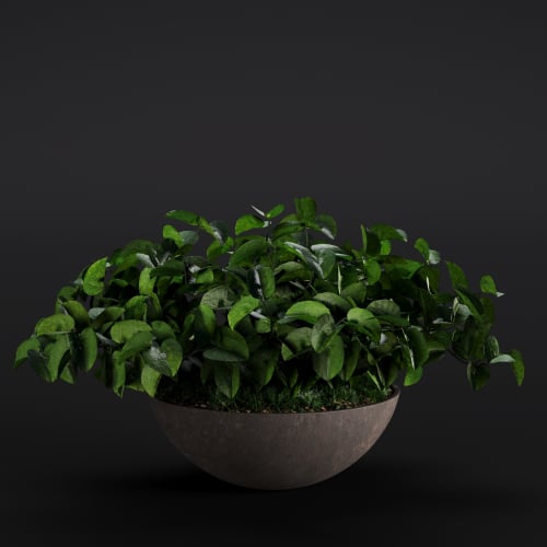 Anredera Cordifolia 10 AM280 Archmodels