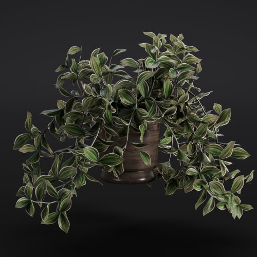 Tradescantia zebrina 11 AM280 Archmodels