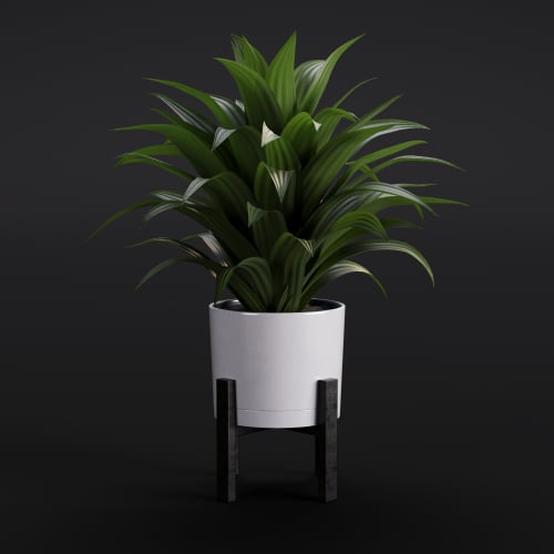 Dracaena 13 AM280 Archmodels