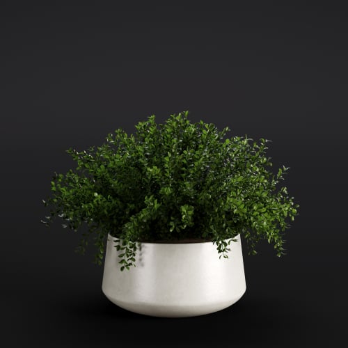 Boxus Microphylla 14 AM280 Archmodels