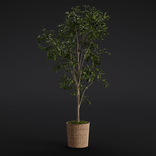 Ficus Benjamina 18 AM280 Archmodels