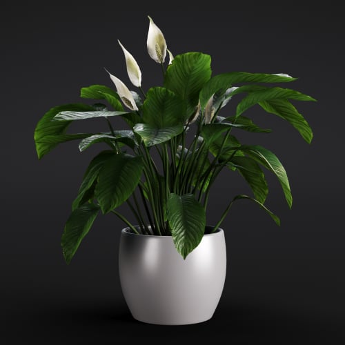 Spathiphyllum 19 AM280 Archmodels