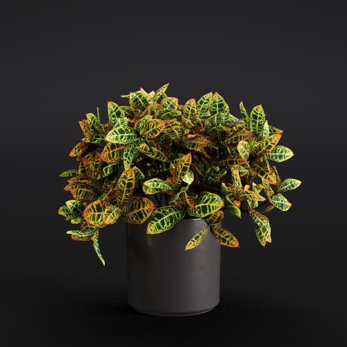 Croton 20 AM280 Archmodels