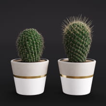 Cactus 1 AM282 Archmodels