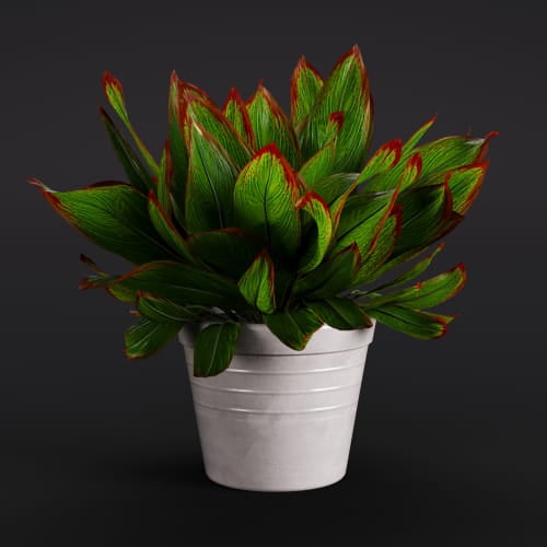Aglaonema 2 AM282 Archmodels