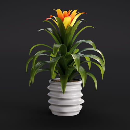 Guzmania 4 AM282 Archmodels