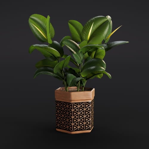 Ficus Elastica 5 AM282 Archmodels
