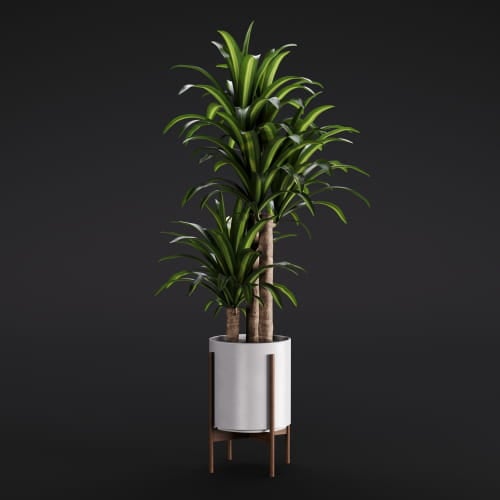 Dracaena 8 AM282 Archmodels