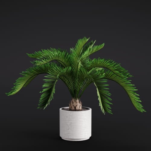 Cycas Revoluta 9 AM282 Archmodels