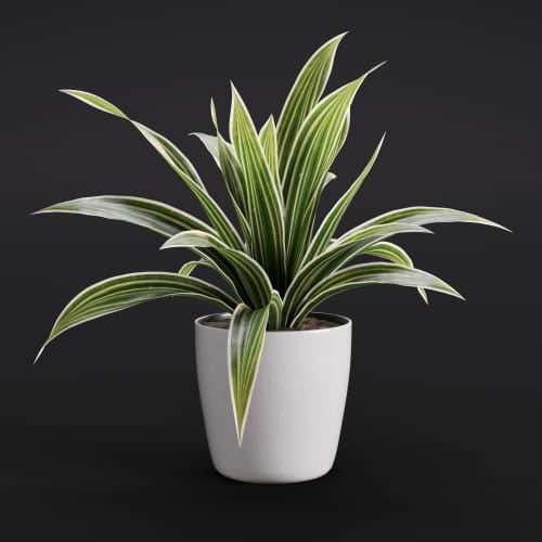Tradescantia spathacea 12 AM282 Archmodels